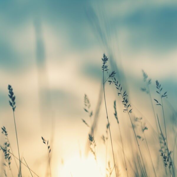 Wild grass in the forest at sunset. Macro image, shallow depth of field. Abstract summer nature background. Vintage filter